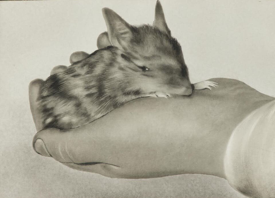   Rohan Long / Australian Mammalogy, 2025