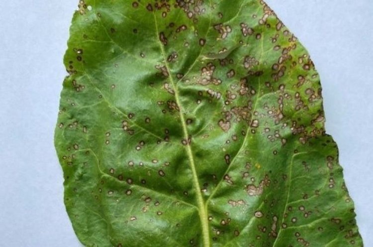    Фото: Филиал ФГБУ «Россельхозцентр» по Курской области