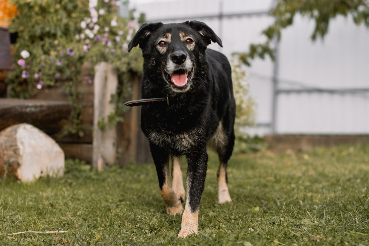 Арчи и его шаловливый взгляд)