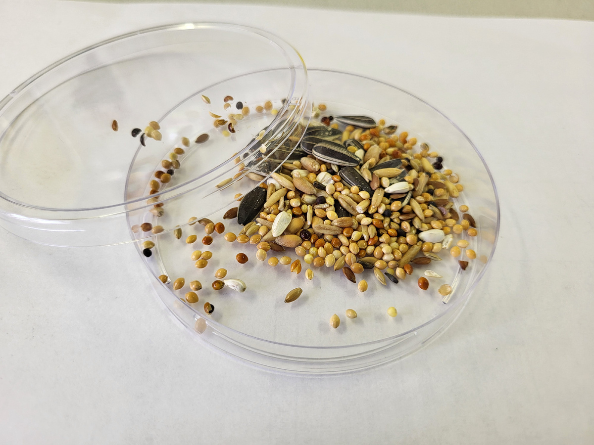 Корма для птиц могут являться источником микотоксинов и патогенных грибов