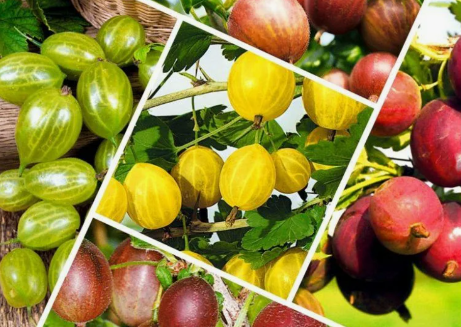 Кустарниковое растение, принадлежащее к семейству Гrossulariaceae (крыжовниковые). 