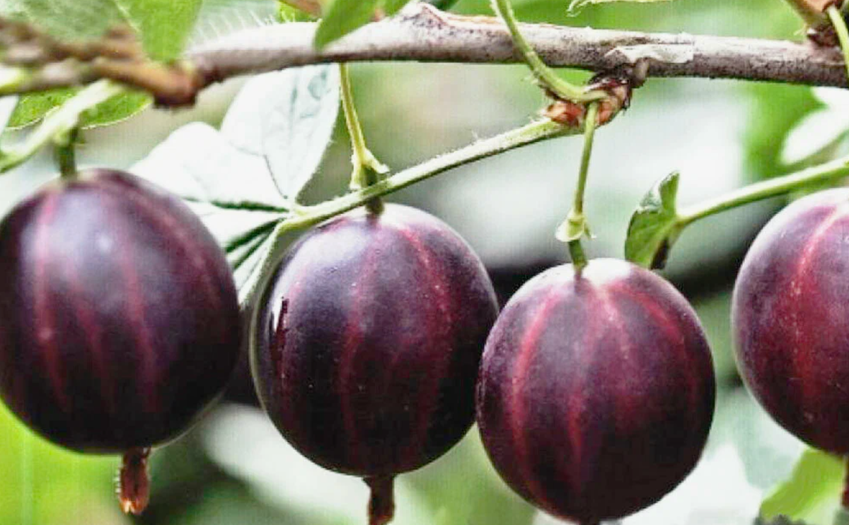  Крыжовник имеет богатую историю выращивания.