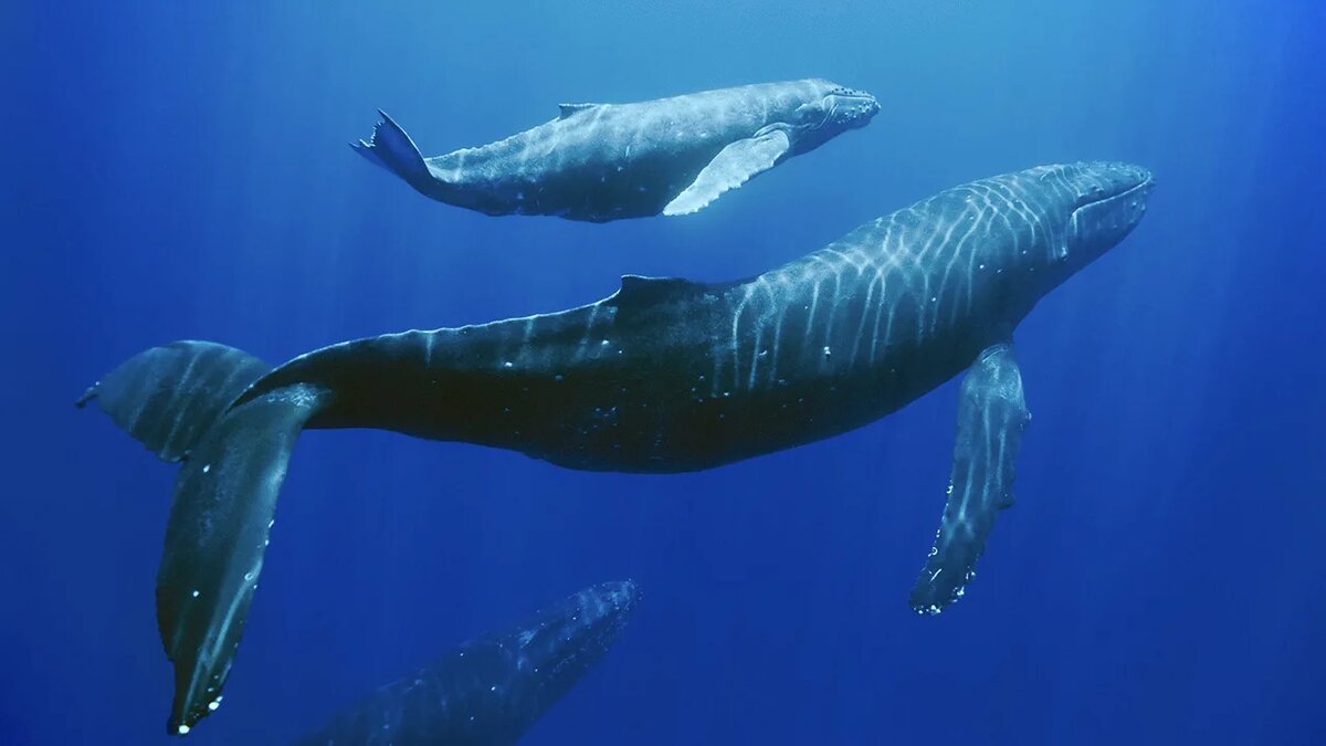 Изображение взято с сайта https://videoes.cgtn.com/editor/2018-09-10/3d4d544d7939476470525752/video/469eeb131cc04184a2bd745b45ec4f8b/469eeb131cc04184a2bd745b45ec4f8b.jpg