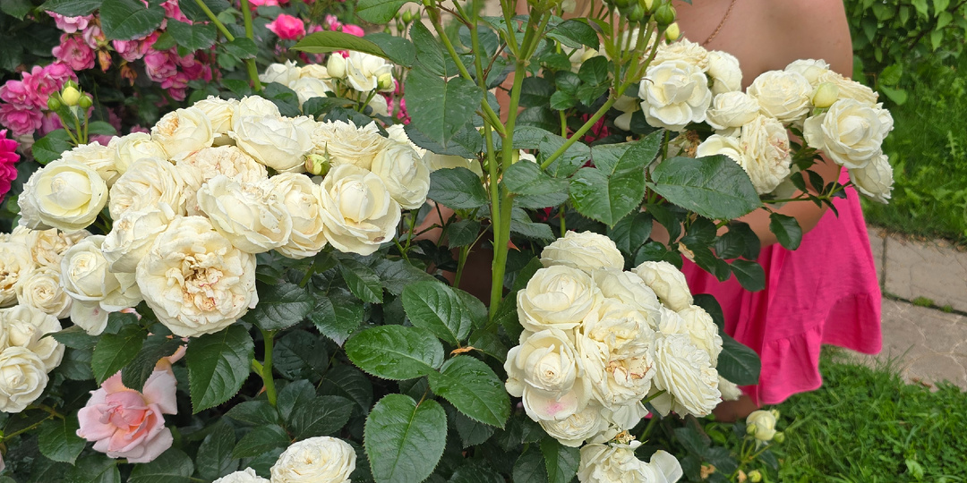 Чтобы розы пышно цвели, обрезаю летом так и никак иначе. Делюсь секретами