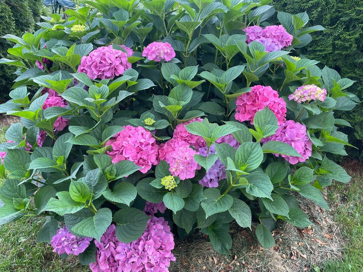 Было. Крупнолистная гортензия до обрезки. Фото автора
