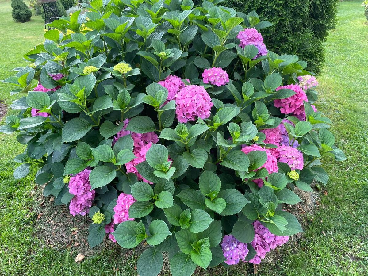 Было. Шапок не видно за побегами и листьями. Фото автора