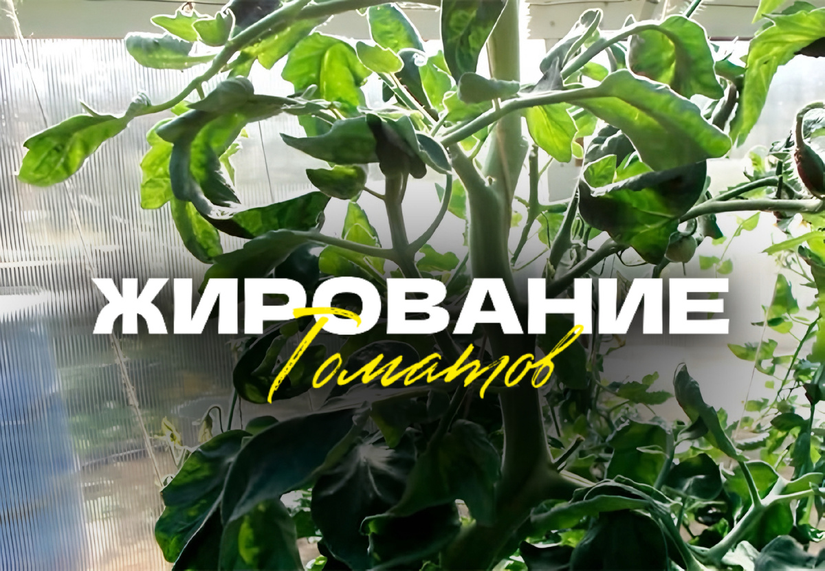 фото из открытого источника