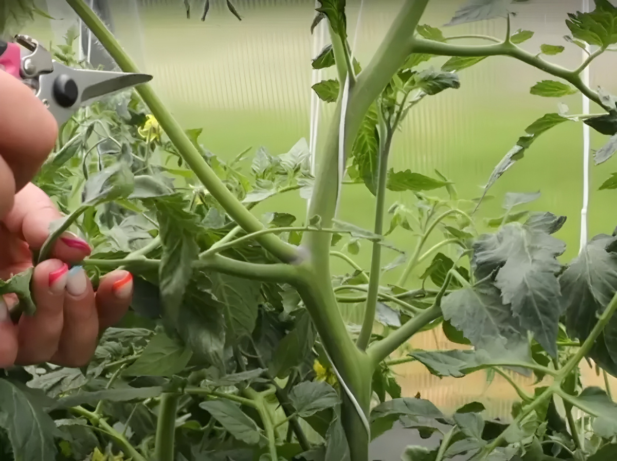 фото из открытого источника