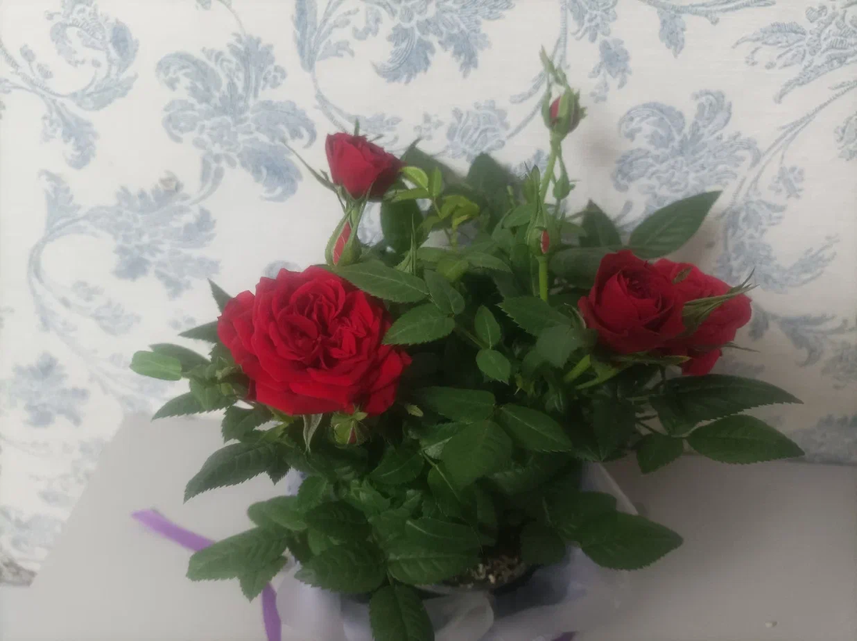 Родителей переполняют те же чувства)))