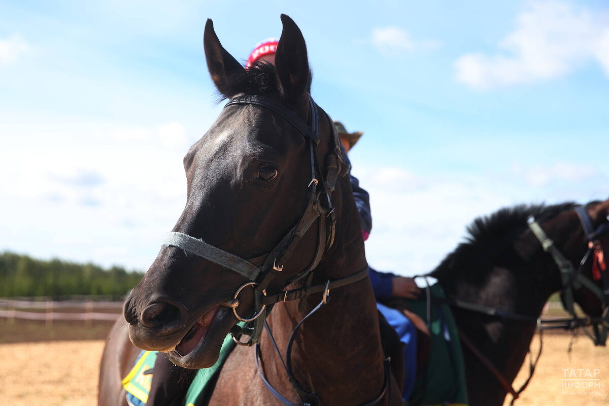 Фото: © Михаил Захаров / «Татар-информ»