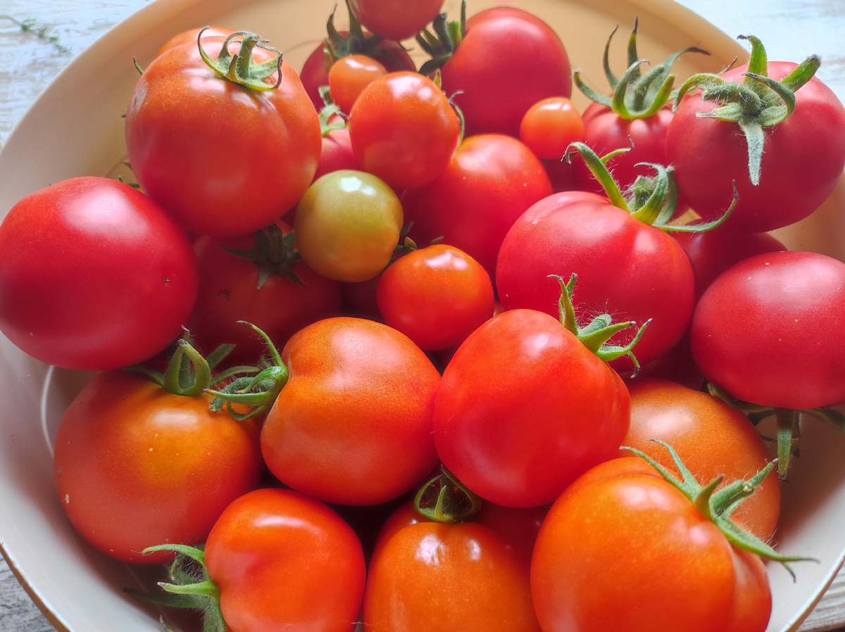 Фото автора, урожай томатов, август 2025 года