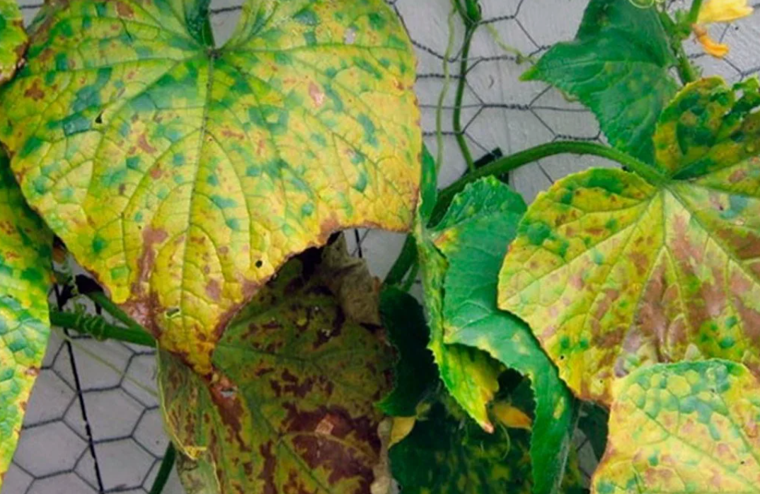 Популярный овощ, который широко используется в кулинарии и известен своим освежающим вкусом.