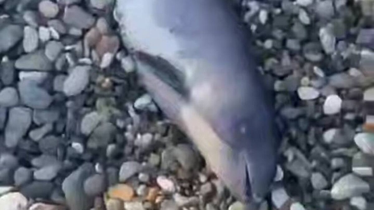    Фото: t.me/sochitop1