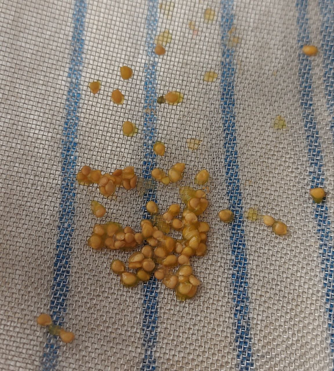 Семена томаиа Пузата Хата.