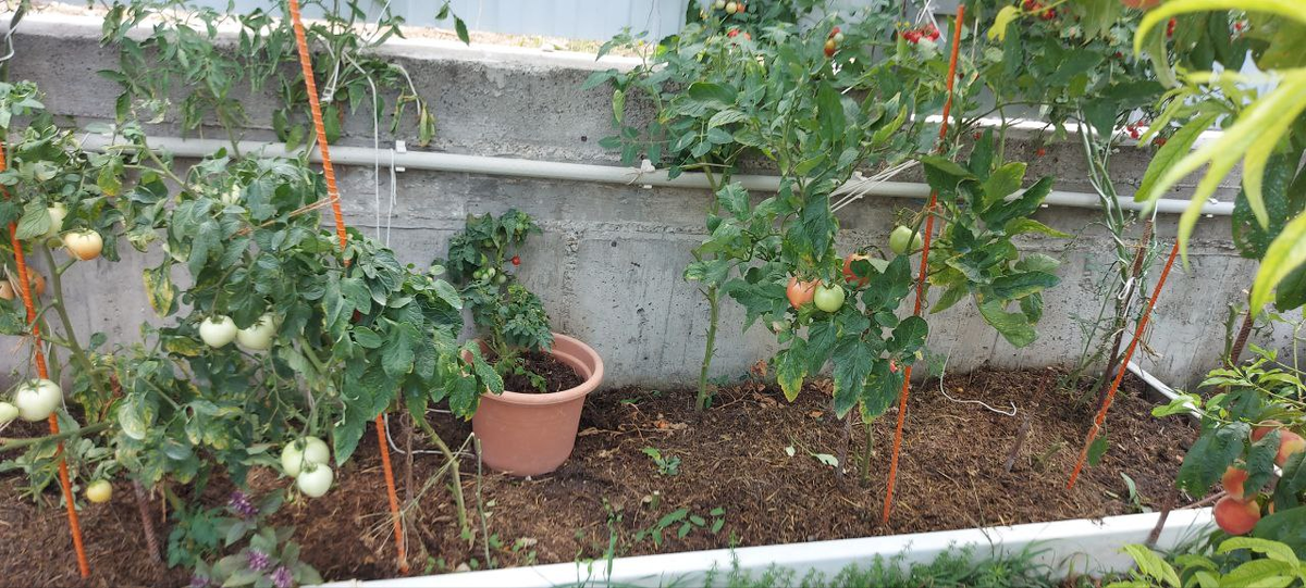 Еще многие кусты с зелеными помидорами.