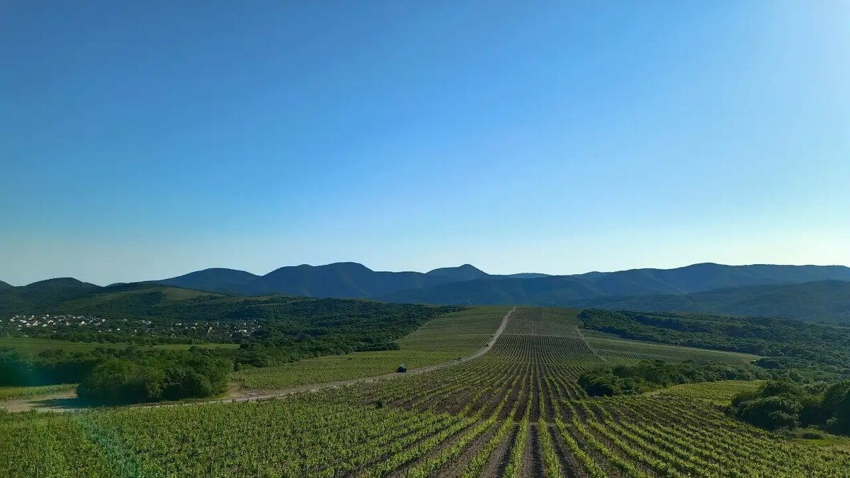    Виноградники Абрау-Дюрсо