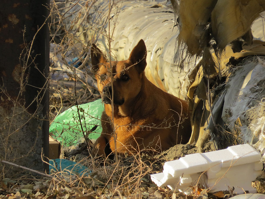 Фото Дмитрия Бикбова