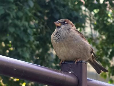    Фото: ГТРК "Карелия"