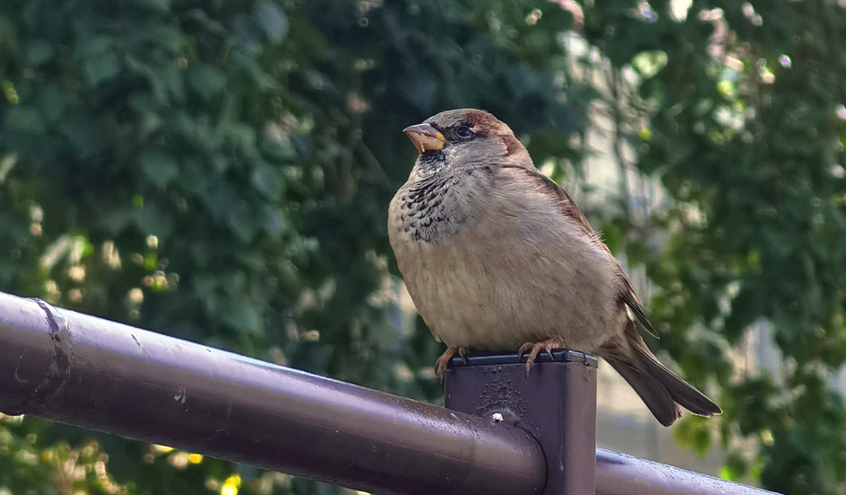    Фото: ГТРК «Карелия»