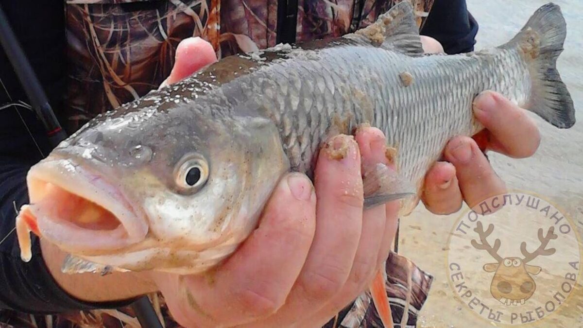 Голавль на Волге с глубины на опарыш. Фидер.
