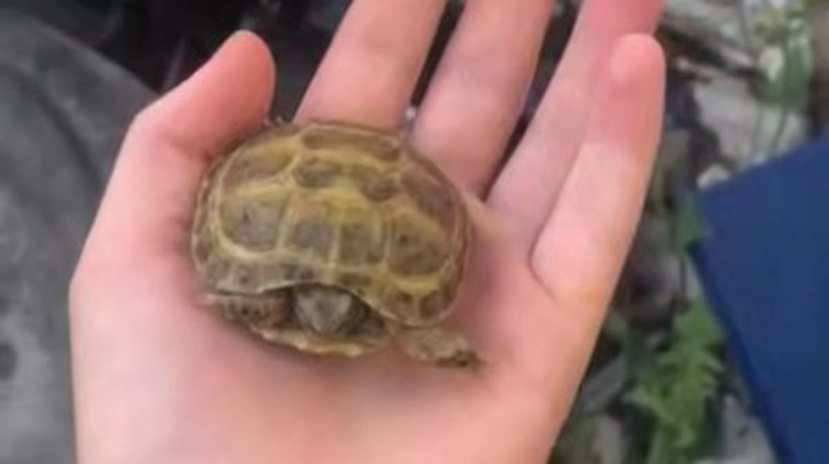    Фото: Скриншот видео / РИА Новости / Telegram