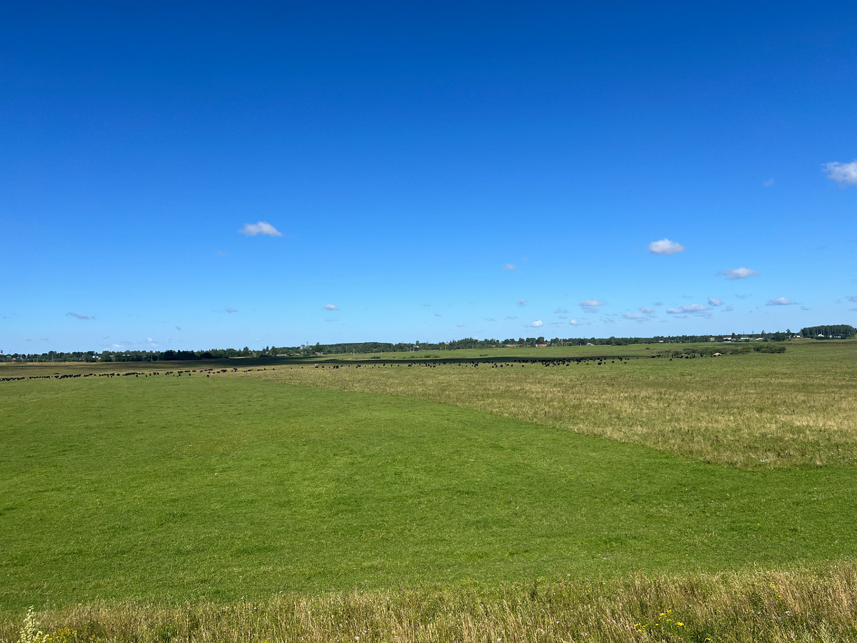 Пастбище и коровы черной масти)