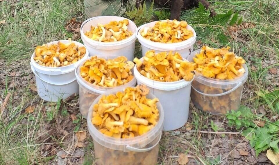     Автор: Александр В. Источник: vk.com/gribinizhegorodskoyoblasti