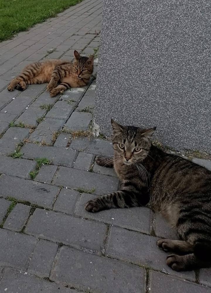 Спасшиеся из квартиры кошки
Фото: Екатерина Зуева