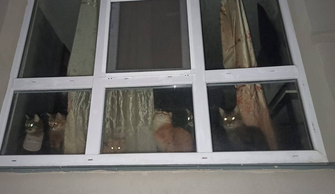 Кошки в окне квартиры
Фото: Екатерина Зуева