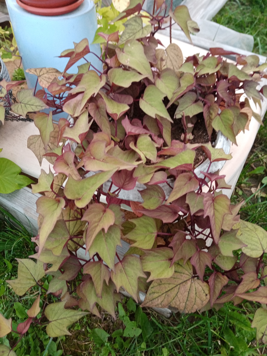 ипомея батат бронзовая/фото автора