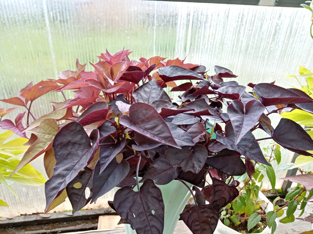 ипомея батат /фото автора