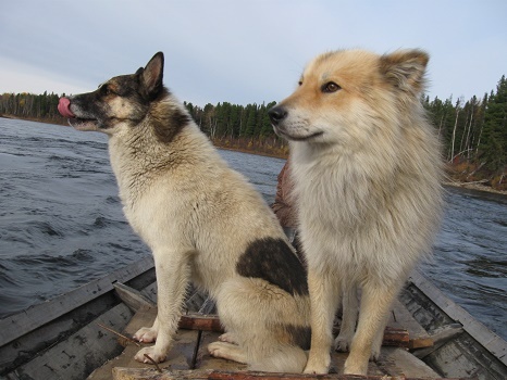 Фотографии Татьяны Немшановой. Река Манья. Сибирские лайки Бим и Дружок. В лодке горнячке. Осенняя тайга Западной Сибири ХМАО Югра, Зауралье, Тайга Крайнего Севера.