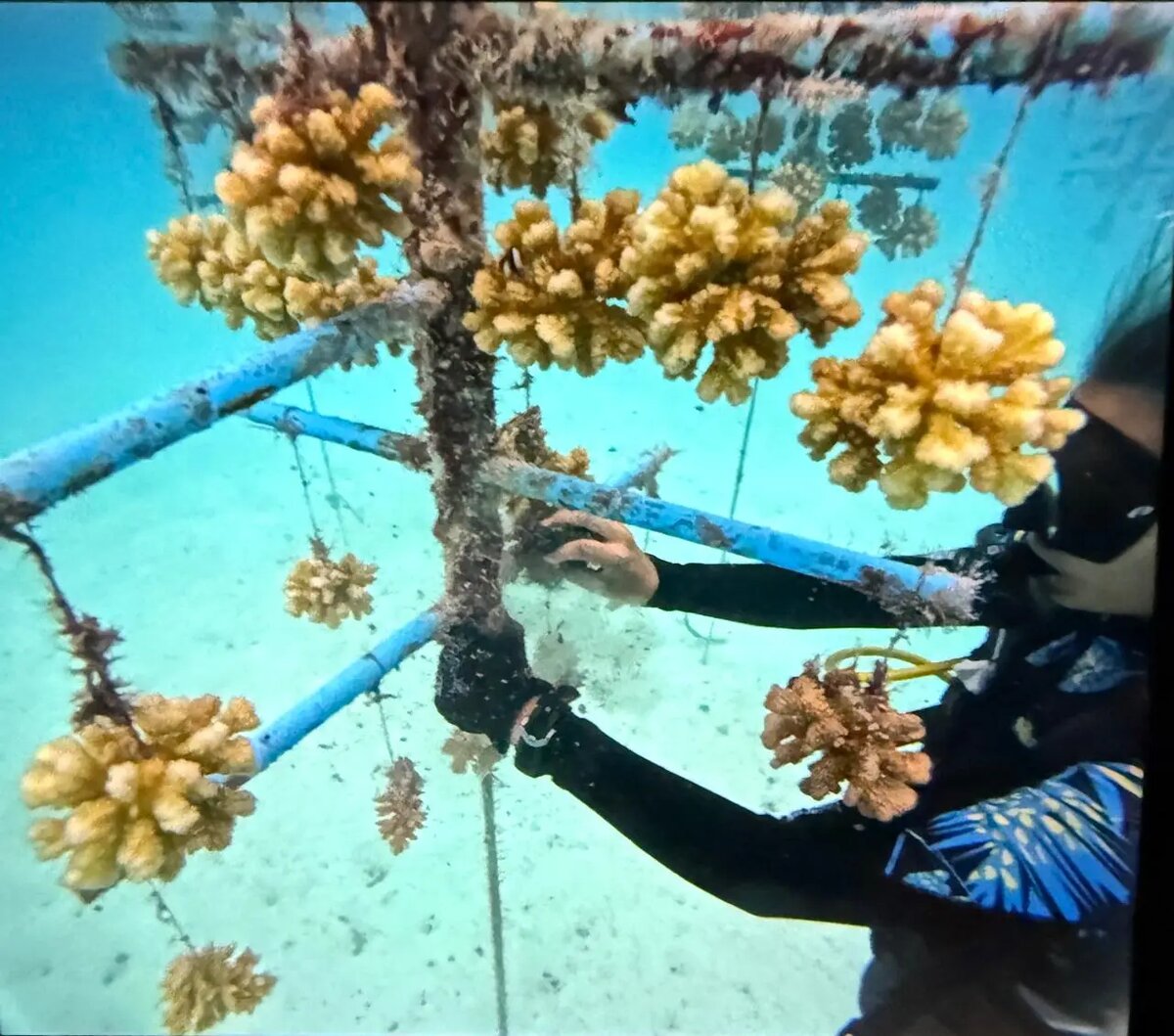  В отеле Finolhu Baa Atoll Maldives туристы могут поучаствовать в выращивании кораллов   © Пресс-служба отеля Finolhu Baa Atoll Maldives