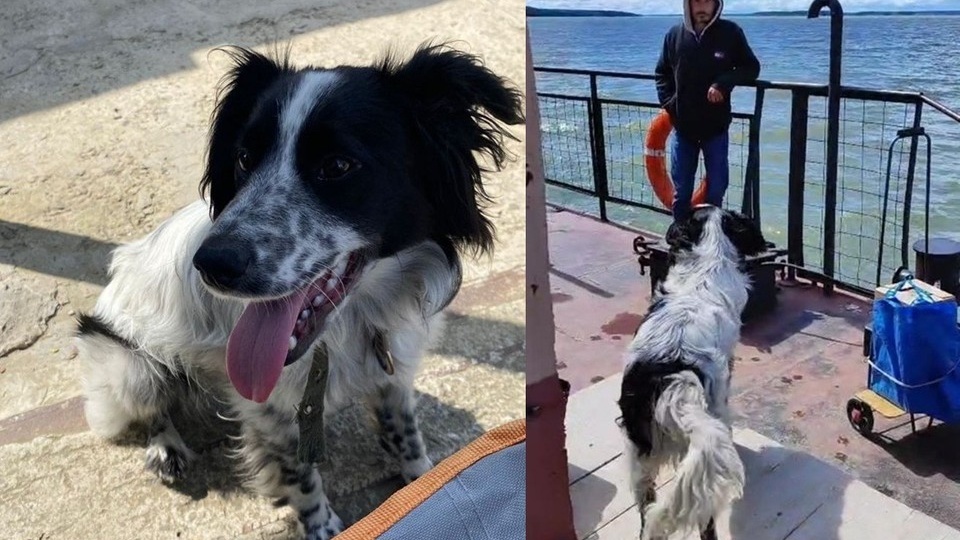 «Он плавает несколько часов и возвращается»: под Новосибирском пес прибегает на паром и ждет предавших его хозяев