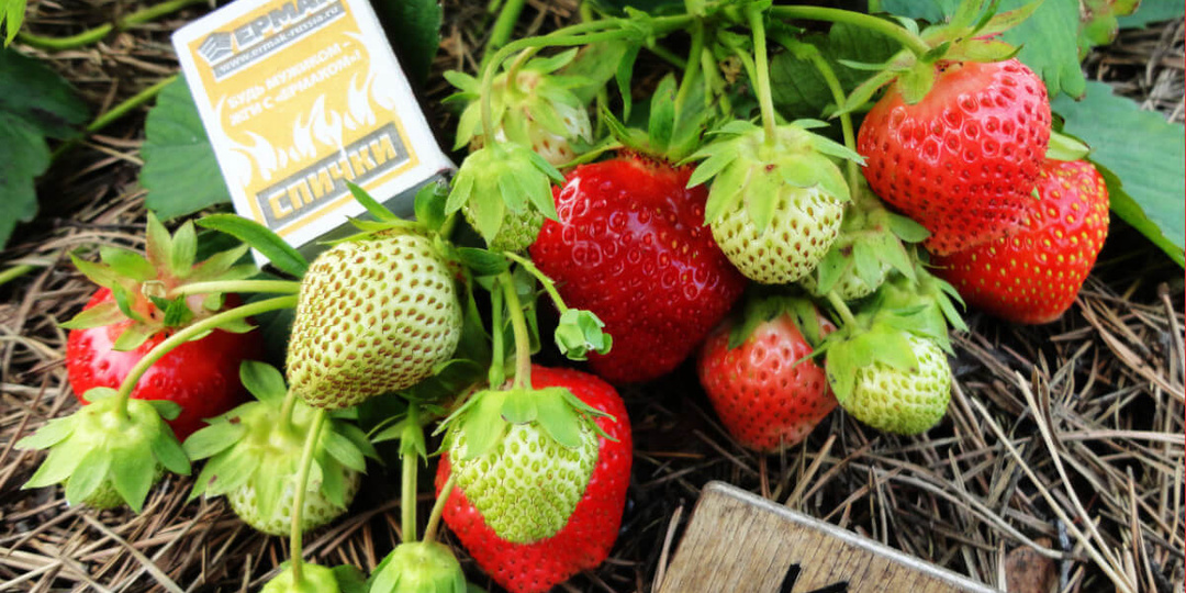 💖Для новичков идеальны: три сорта клубники с высокой урожайностью