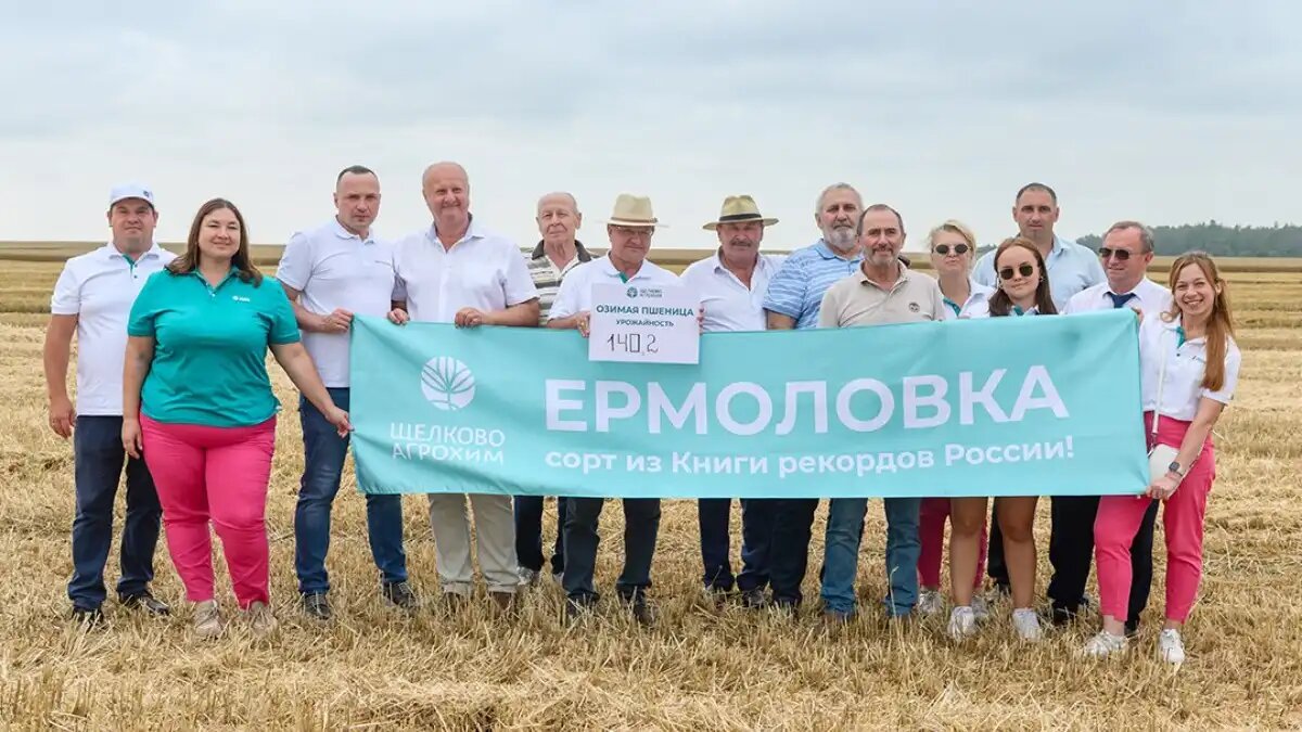 Фото:Betaren.ru
Рекорд России по урожайности озимой пшеницы установил сорт ЕРМОЛОВКА в 2025 году