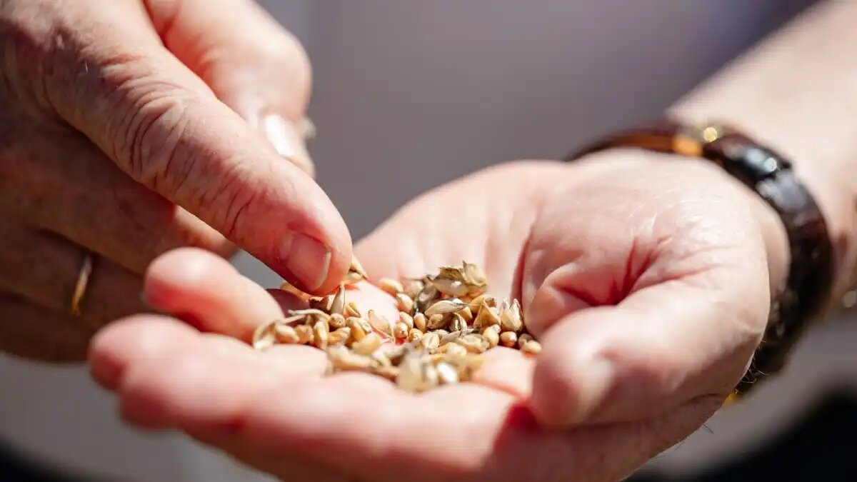 Фото:Betaren.ru
Установлен новый рекорд России и новый мировой рекорд по урожайности озимой пшеницы