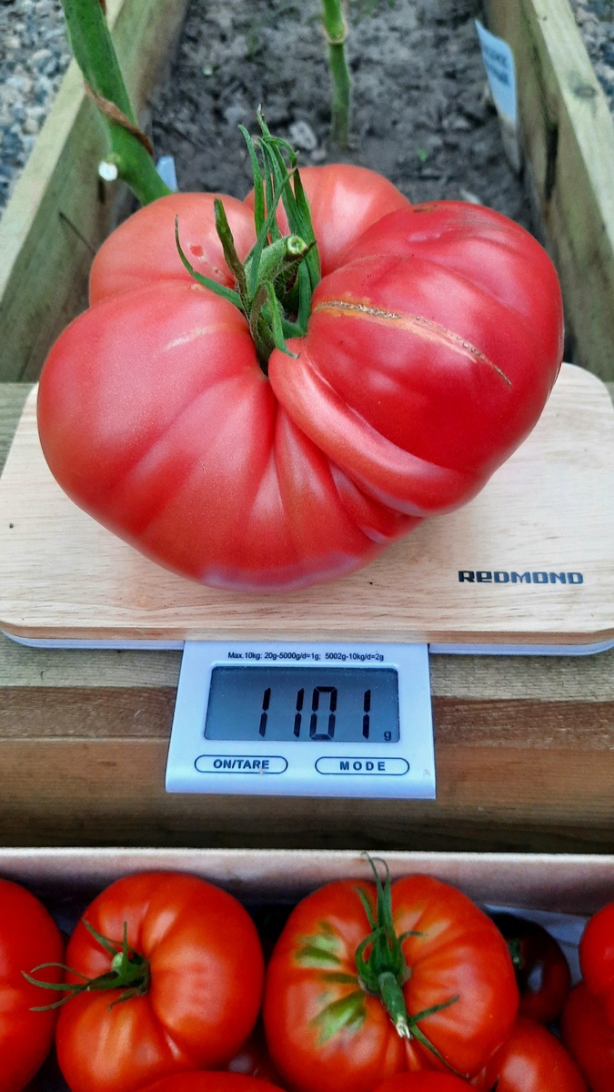 Фото автора. 2022г.