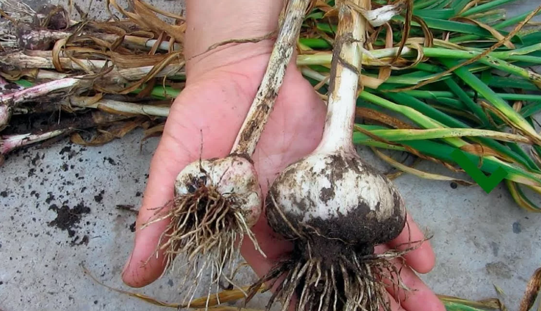  Вот она, разница - слева старый урожай, справа результат глубокой посадки