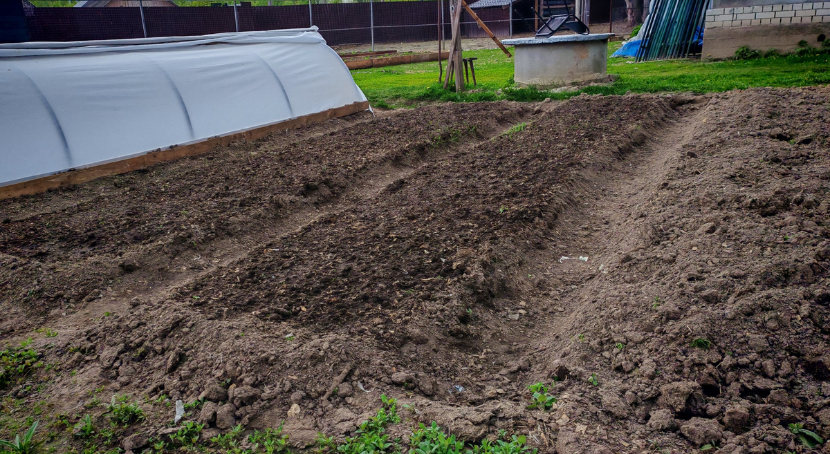 Три грядки — три глубины, чтобы точно проверить метод