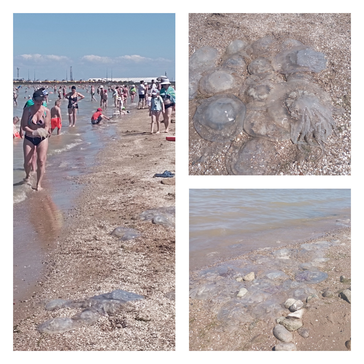 Дама на левом фото ИХ собирает. Они так втроём развлекались. Сказали, что те особи, которых прибило к берегу, уже в основном неживые. 