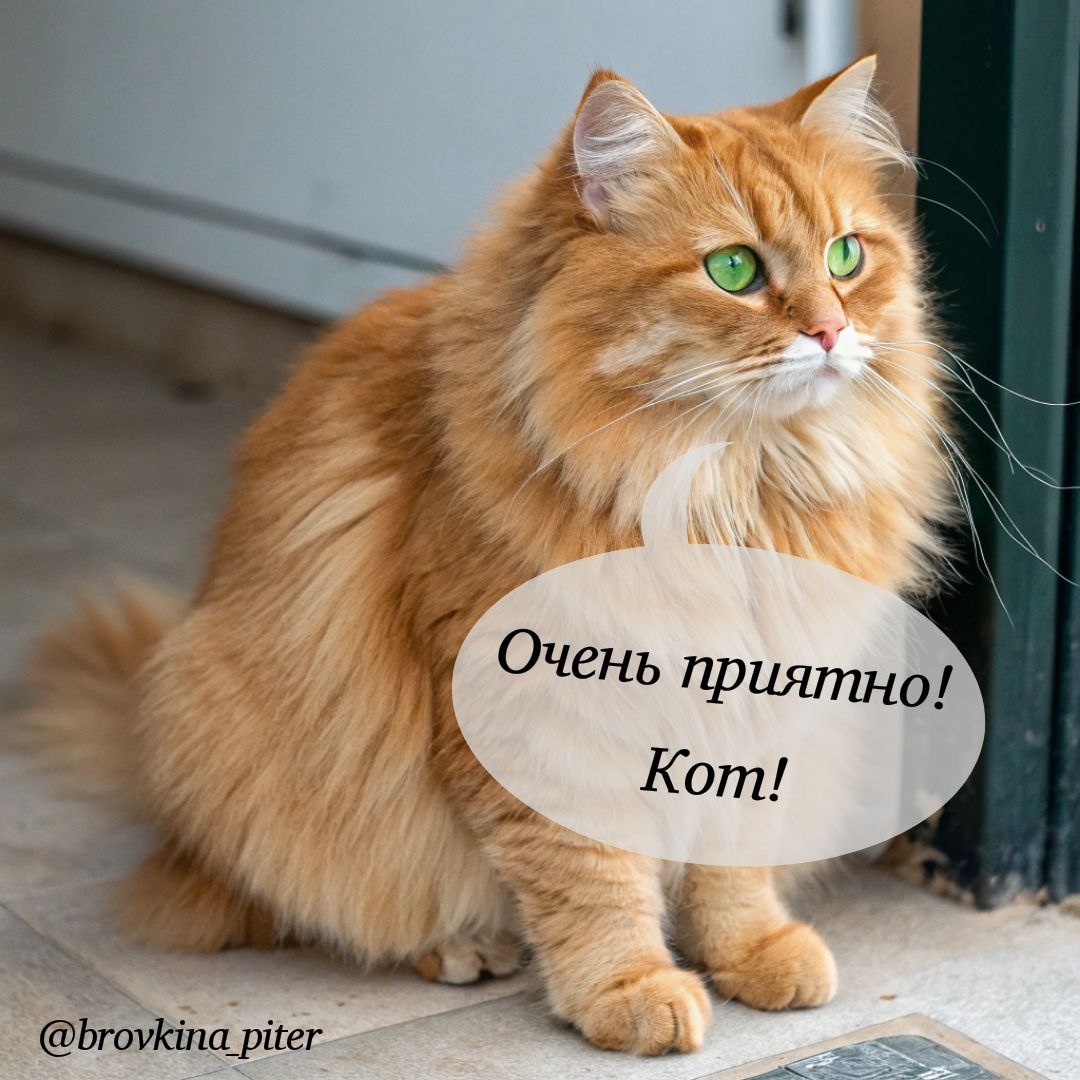 Питер, поребрик и коты
