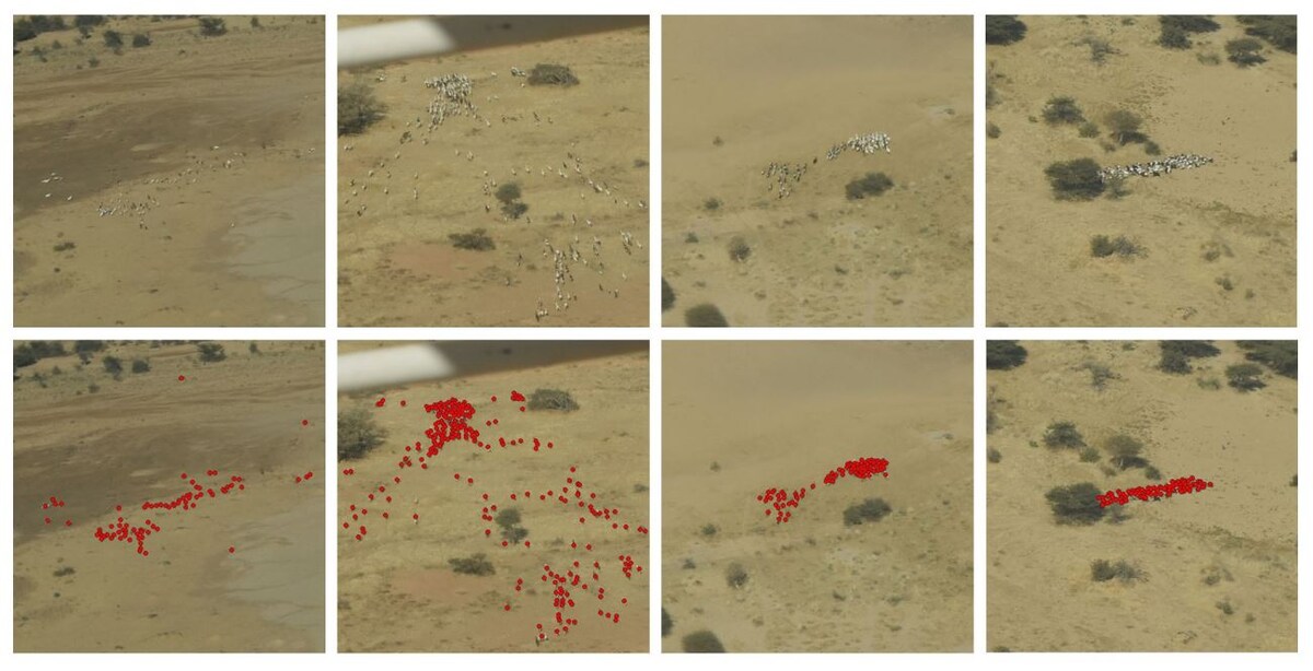 orbi.uliege.be📷Модель HerdNet подсчитывает численность стада по кадрам аэросъемки