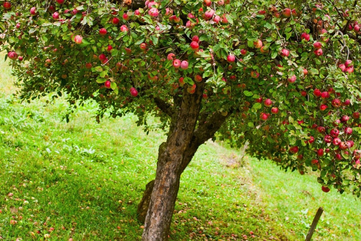 фото взято с яндекс картинки