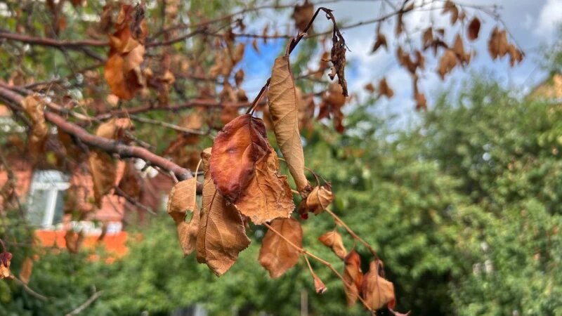     В Барнауле уже начали проявляться первые признаки осени. Кристина Тарасова