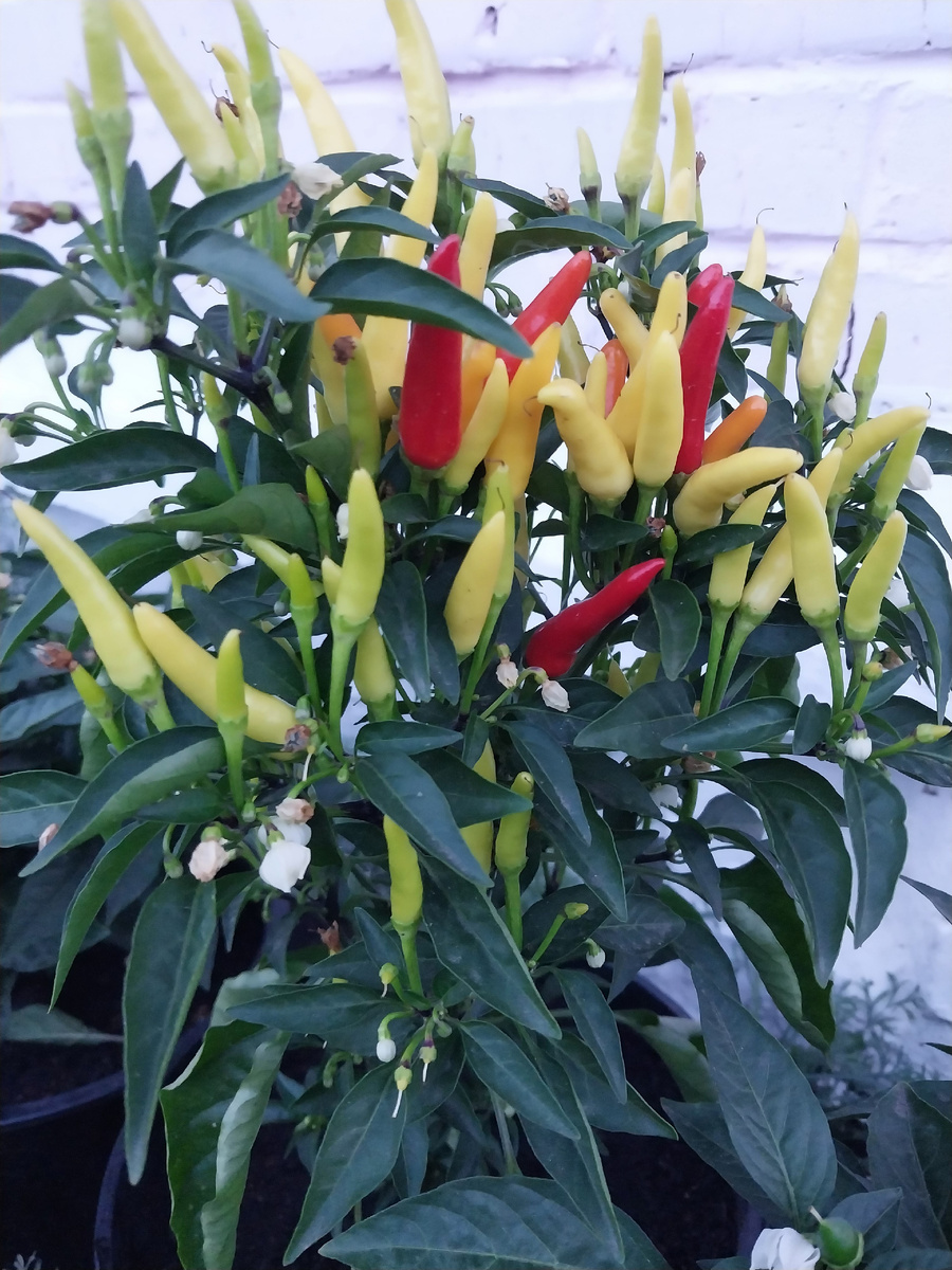 Декоративный перчик "Медуза"