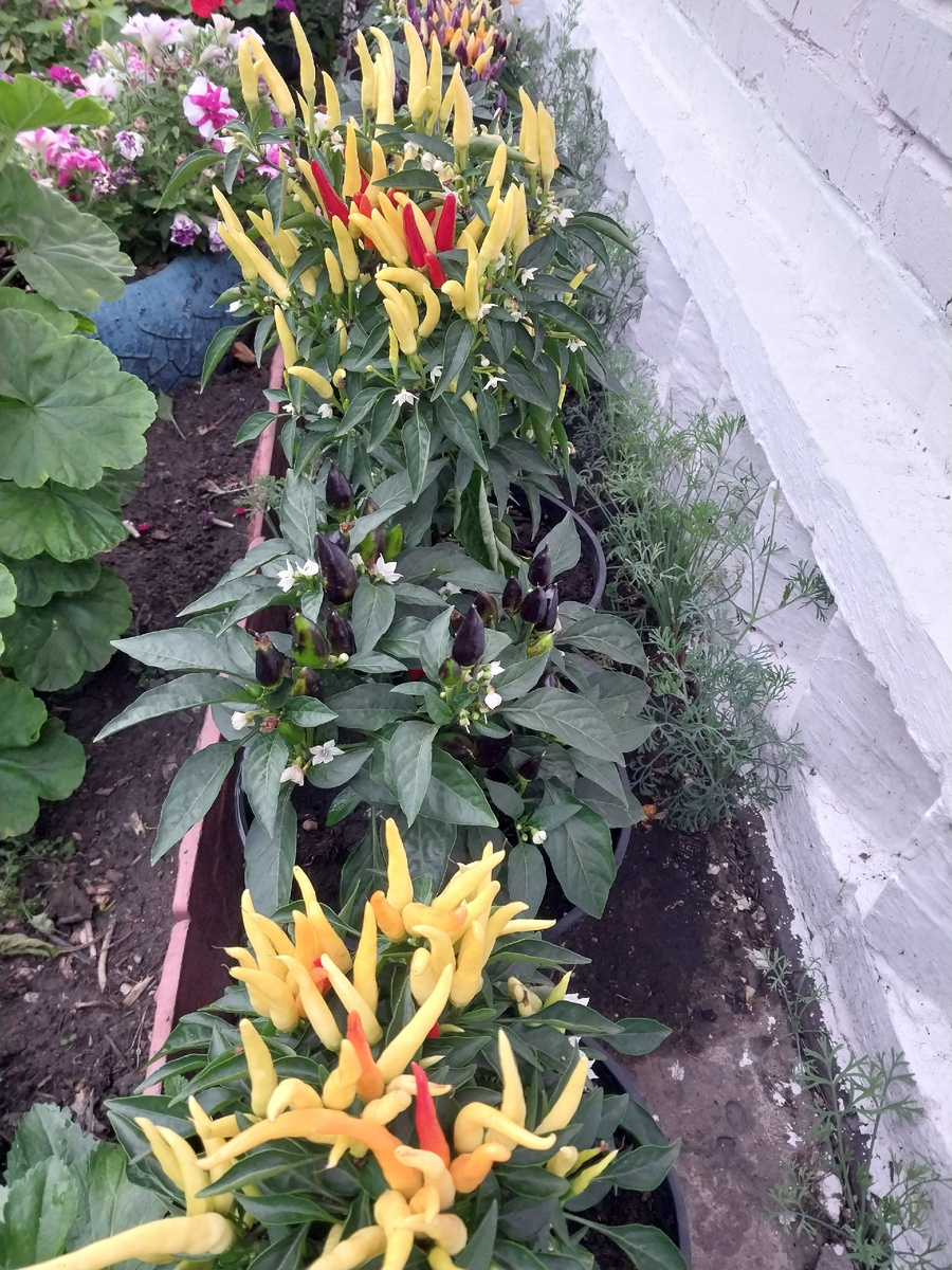 "Задира" в окружении "Медузы" Перчик в расном наряде застеснялся и спрятался в листочках. Присмотритесь...