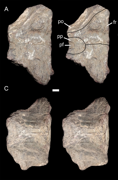 Стереопары крыши черепа пентазавра, вид сверху и снизу.