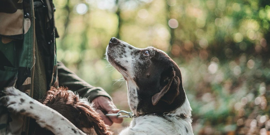 Почему меня любят собаки: 10 признаков, что вы — свой в стае