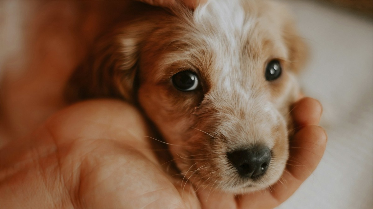    Щенок отдыхает на ладони хозяина: тишина, уют и абсолютное доверие.